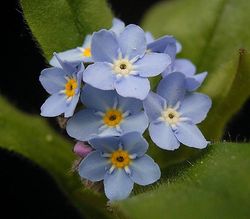 Myosotis sylvatica2 ies.jpg