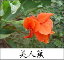 中药图片：美人蕉花