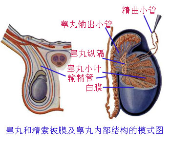 Glnoebe8.jpg