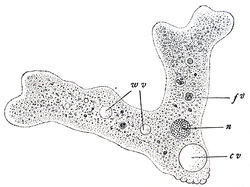 Wilson1900Fig3.jpg