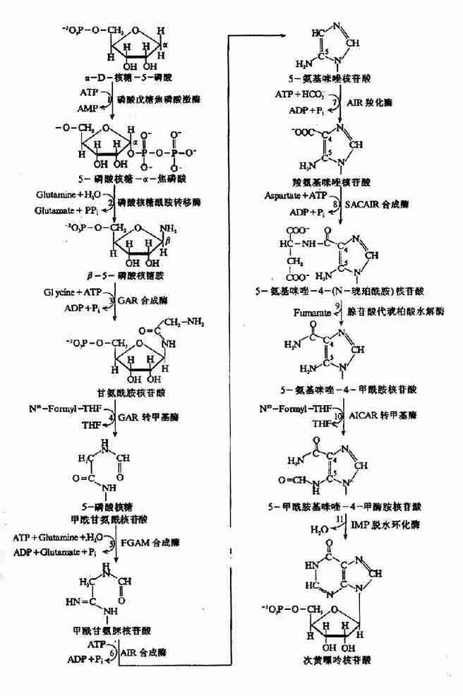 IMP的合成