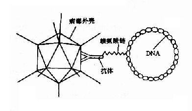 腺病毒赖氨酸DNA复合体