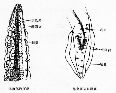 美丽筒线虫