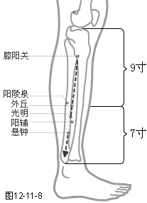 足少阳胆经穴