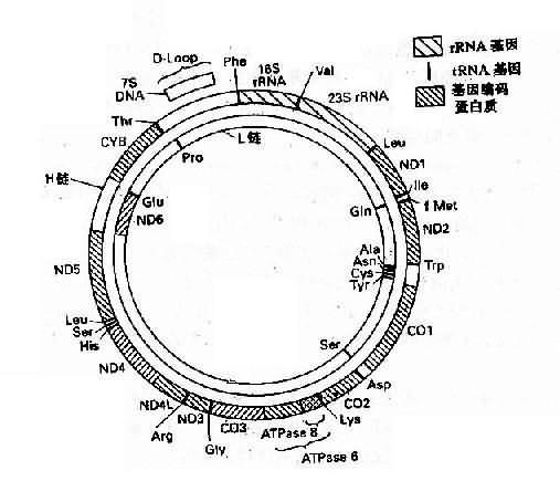 人类线粒体基因组