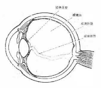 玻璃体在眼球内的位置