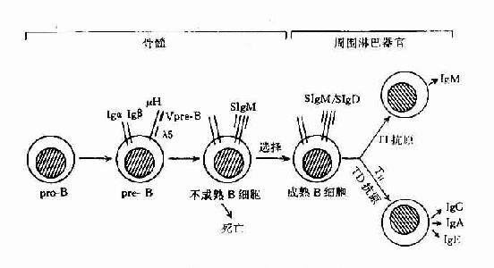 B细胞分化膜式图