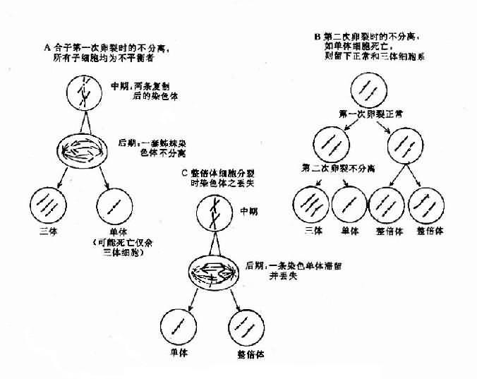 嵌合体形成的机理示意图