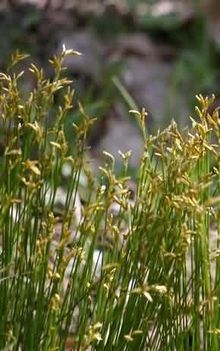 中药图片：龙须草