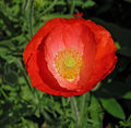 Red Poppy Papaver Flower Center 2104px.jpg