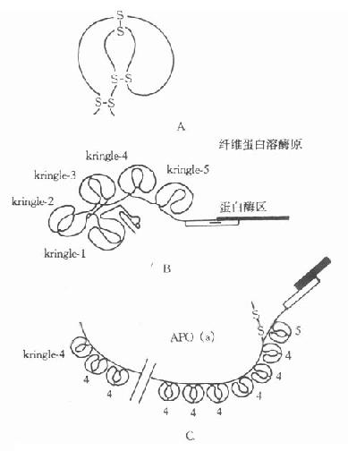 载脂蛋白（a）结构示意图