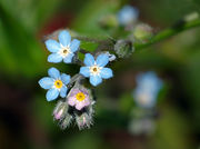 Myosotis sylvatica (aka).jpg