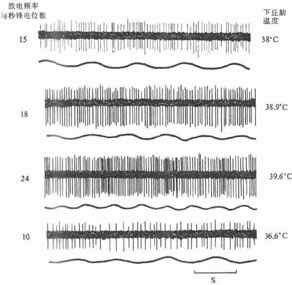 下丘脑局部加温时热敏神经元放电的记录（上）和呼吸曲线（下）（猫）