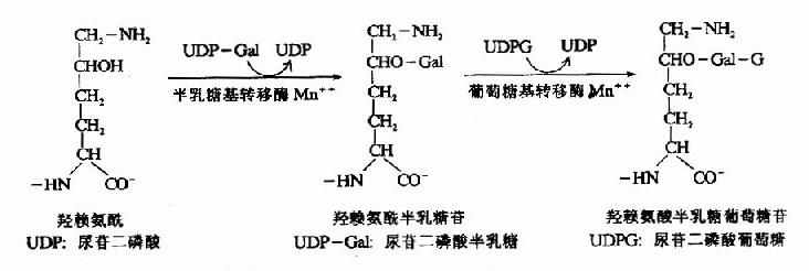 糖基化修饰