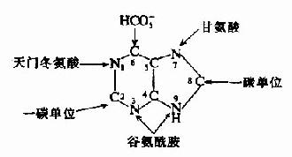 嘌呤环合成的原料来源