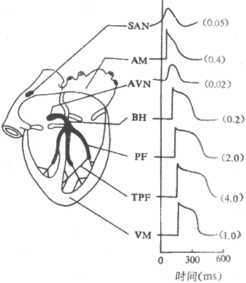 心脏各部分心肌细胞的跨膜电位和兴奋传导速度