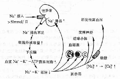 高食盐和利钠因子引起高血压机制示意图