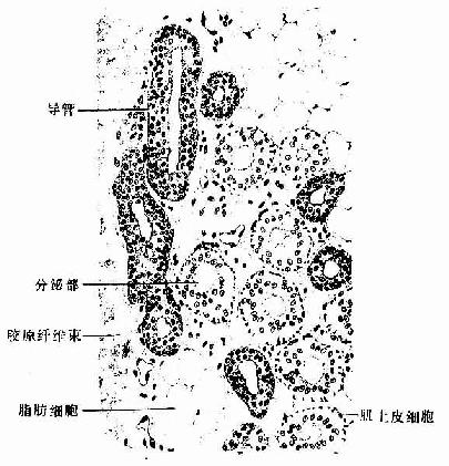 外泌汗腺