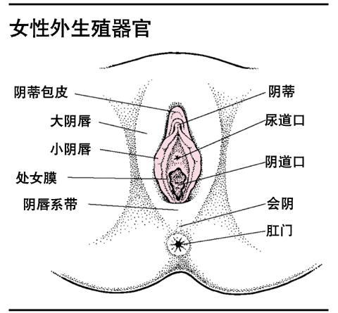 女性外生殖器