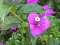 Bougainvillea close.jpg