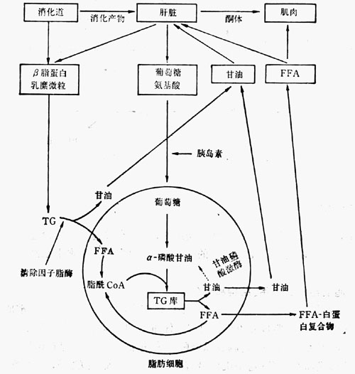 脂肪代谢的某些特征示意图