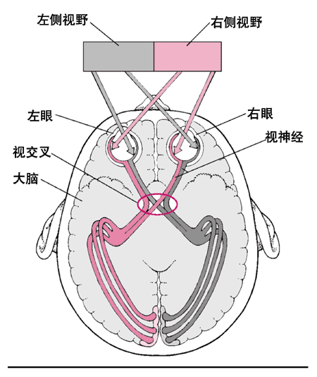 视觉传导通路