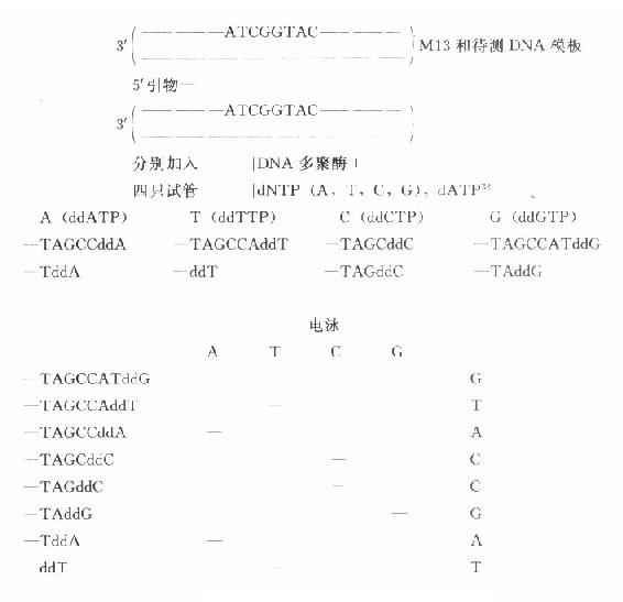 核酸碱基序列分析