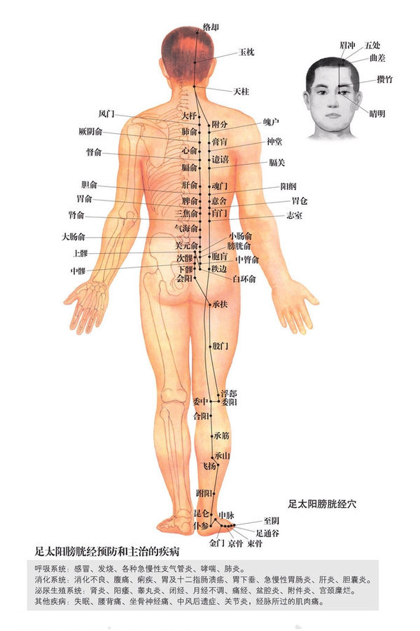 足太阳膀胱经穴位图