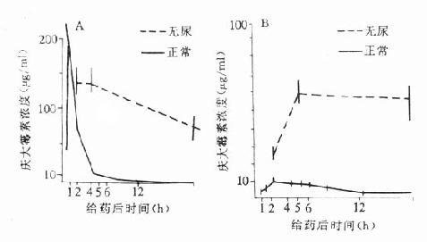 正常和无尿豚鼠庆大霉素皮下注射50mg/kg后