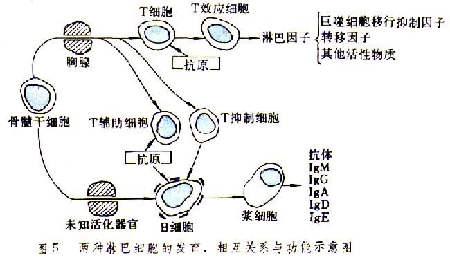 两种淋巴细胞的发育关系功能示意图