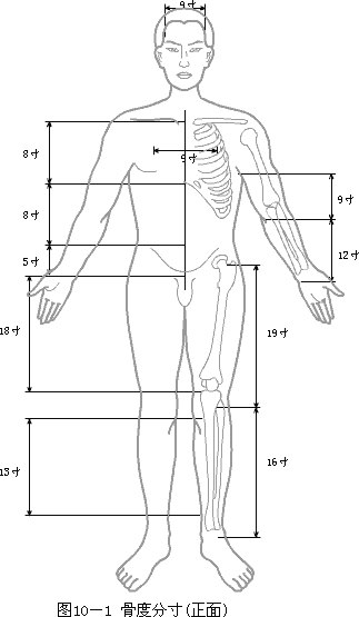 骨度分寸法-正面