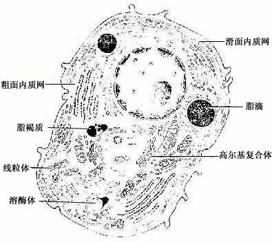 类固醇分泌细胞超微结构模式图