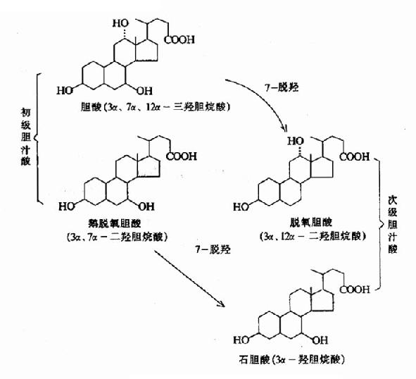 各种游离胆汁酸的结构