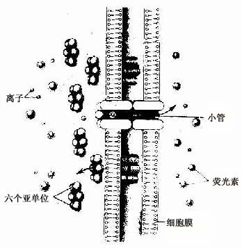 缝隙连接超微结构模式图