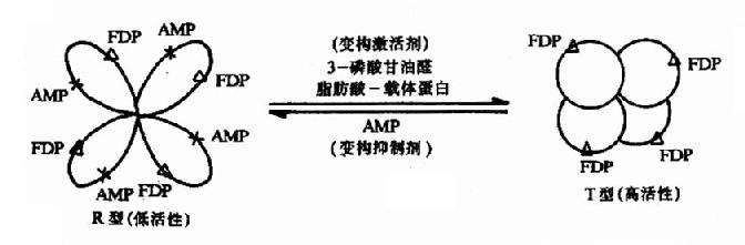 果糖－1，6二磷酸酶的变构效应