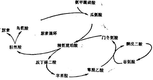 尿素合成的途径