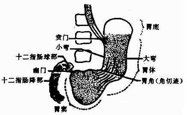 胃各部名称