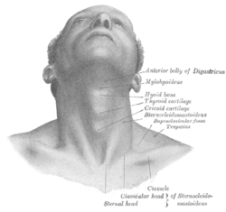 Gray1195.png