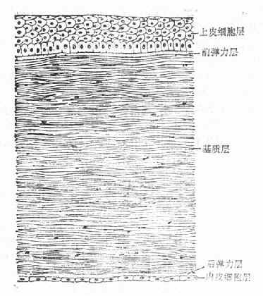 角膜的横切面示意图