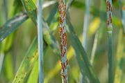 Stem rust close up.jpg