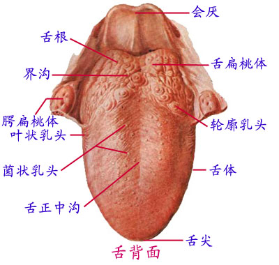 Glnh4in8.jpg