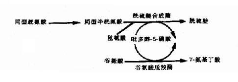 吡多醇－5-磷酸（PLP）作为多种酶的辅酶形式示意图