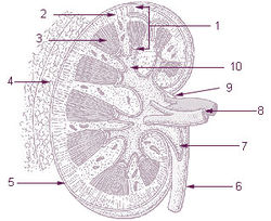 Illu kidney.jpg