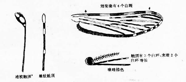 微小按蚊