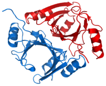 Methylmalonyl-CoA epimerase 1JC5.png