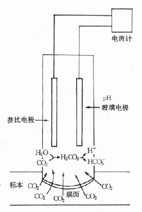 PCO2电极结构示意图