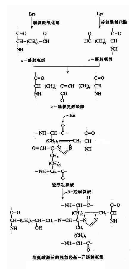 胶原纤维的交联过程