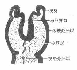 胎长2.5 mm时视窝切面