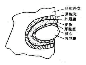 芽胞结构模式