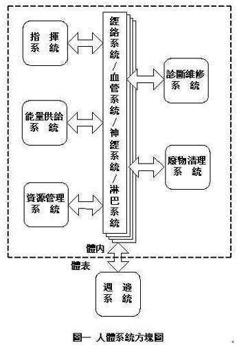 人体系统方块图